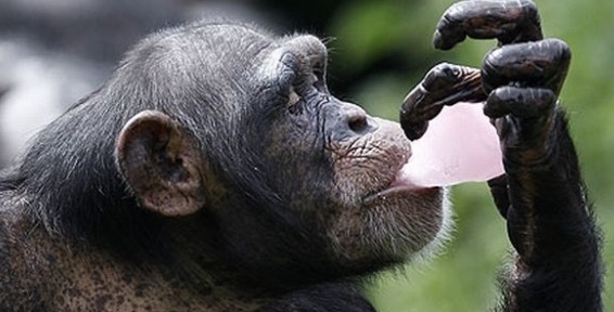 US Chimpanzees  Now to Be Tagged As ‘Endangered’