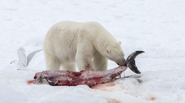  polar bears eating away at the carcasses of white-beaked dolphins at Raudfjorden