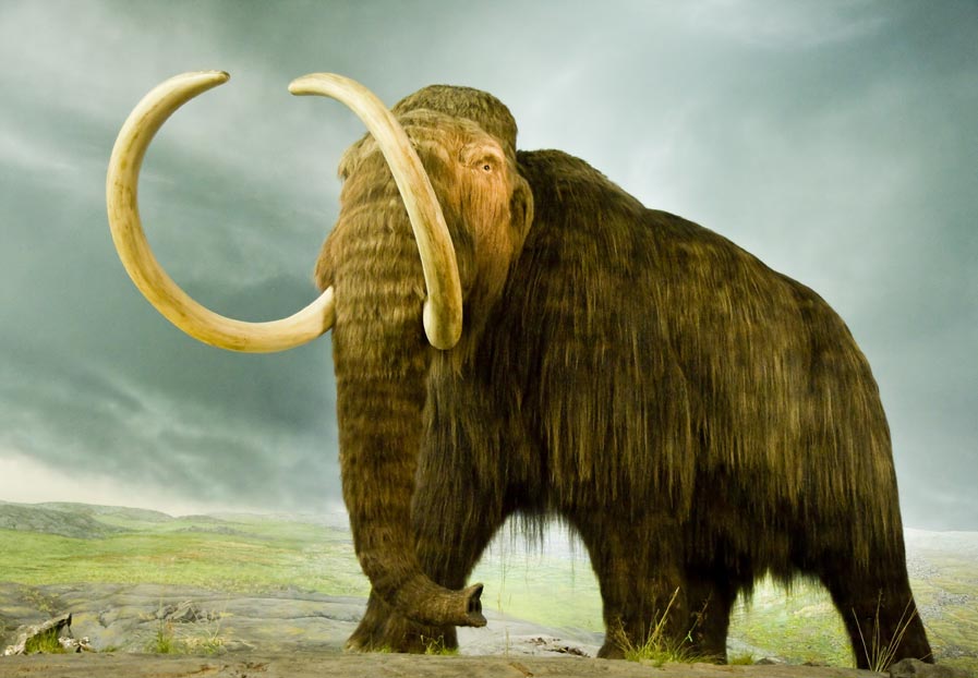 Wooly-Mammoth