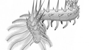 collinsium-ciliosum monster