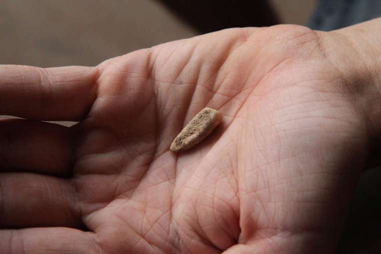 hand-showing-560k-old-human-tooth
