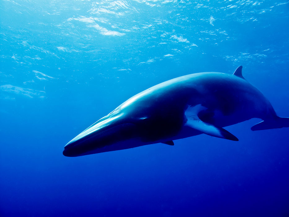 minke-whale