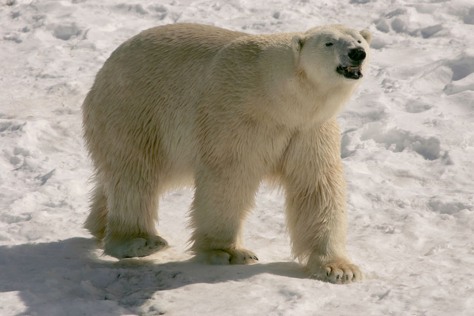 polar-bear-walking