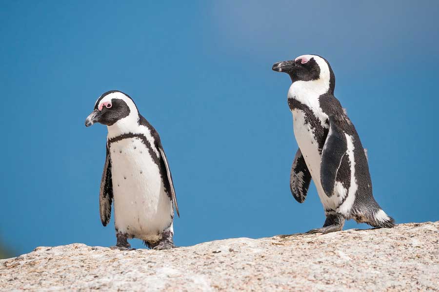African penguins (Spheniscus demersus) also known as jackass penguins or black-footed penguins at the Boulders section of the Table Mountain National Park at Simonstown in Cape Town South Africa