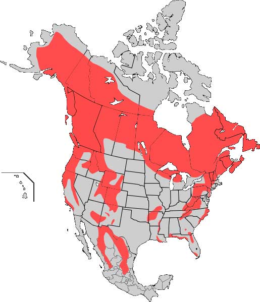 The current range of black bears in the United States is constant throughout most of the northeast, and down in the Appalachian Mountains almost continuously from Maine to north Georgia, the northern midwest, the Rocky Mountain region, the west coast and Alaska.