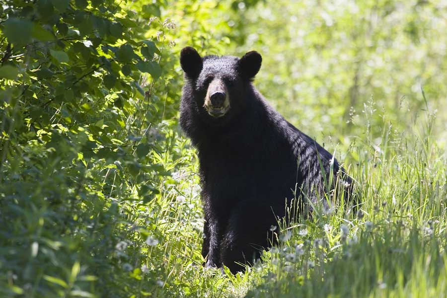 The American black bear is a medium-sized bear native to North America.  Black bears are omnivores with their diets varying greatly depending on season and location. 