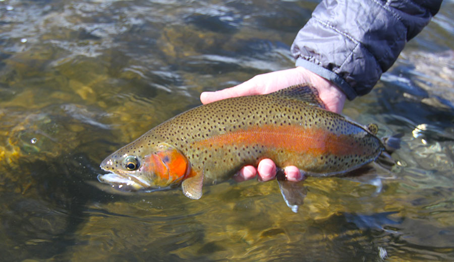 Animas River Fly Fishing Rainbow Trout. This and other Trout species might be endangered.