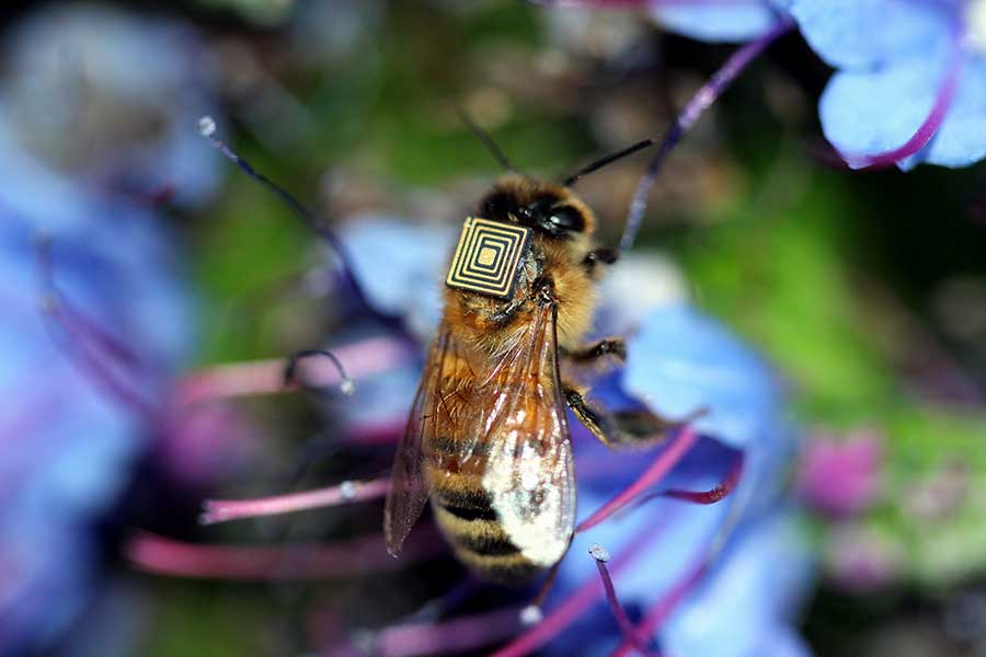 Honey bees are a major pollinator of flowers and crops, up to one third of the food we eat relies on pollination.