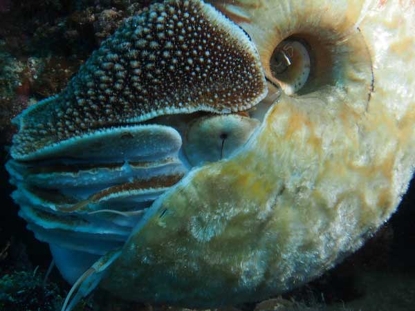 A detailed shot reveals the fuzzy texturing of Allonautilus scrobiculatus as well as the visible spiral in its shell, and the pinhole eye and thin flexible tentacles emerging from the harder tentacle sheaths shared by other nautiloids as well. (Photo by Peter Ward)