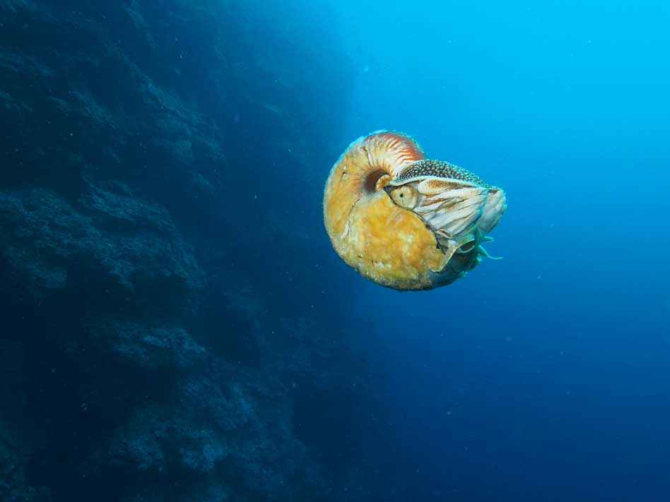 Allonautilus scrobiculatus off the coast of Ndrova Island in Papua New Guinea. Peter Ward