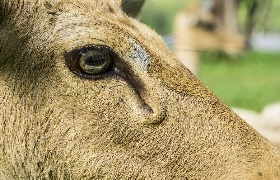 Horizontal pupils help grazing animals to spot predators in the field.
