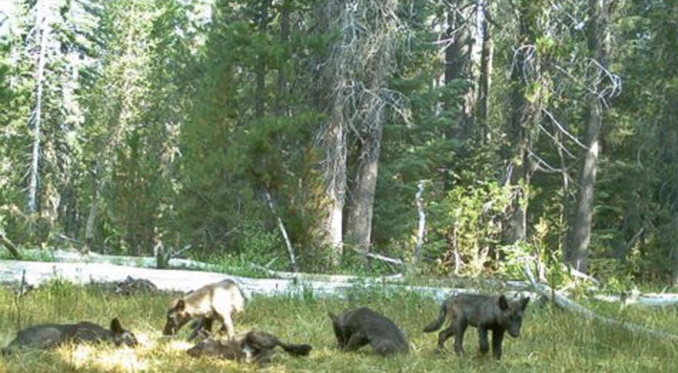 gray-wolf-pack-california