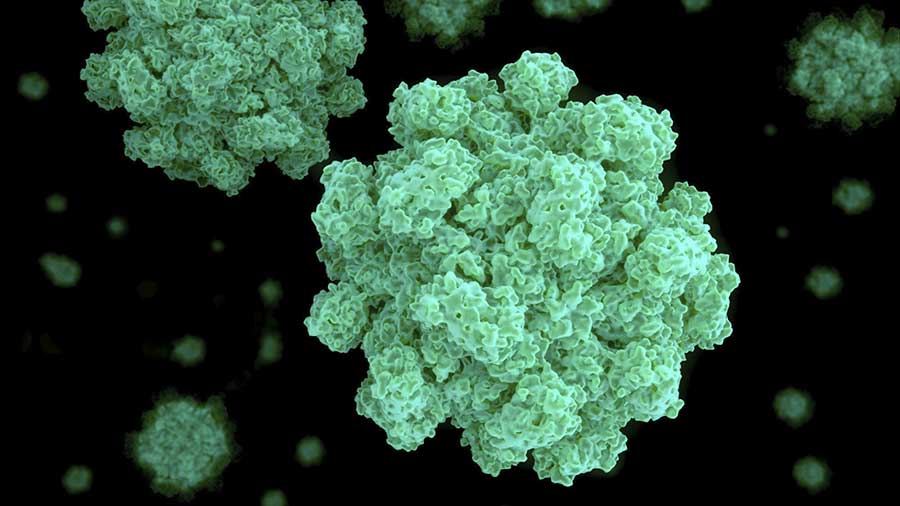 Several fungi and molds can invade your home, some of which can cause serious allergies and even death. Aspergillus, Rhizopus, Alternaria, Geotrichum and Cladosporium are all potential bedmates.
