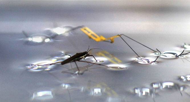 insect-robot