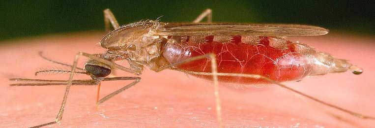 mosquito-nile