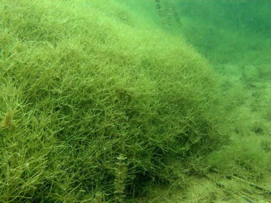 Starry Stonewort. Credit: Huron Lakes Weed Control