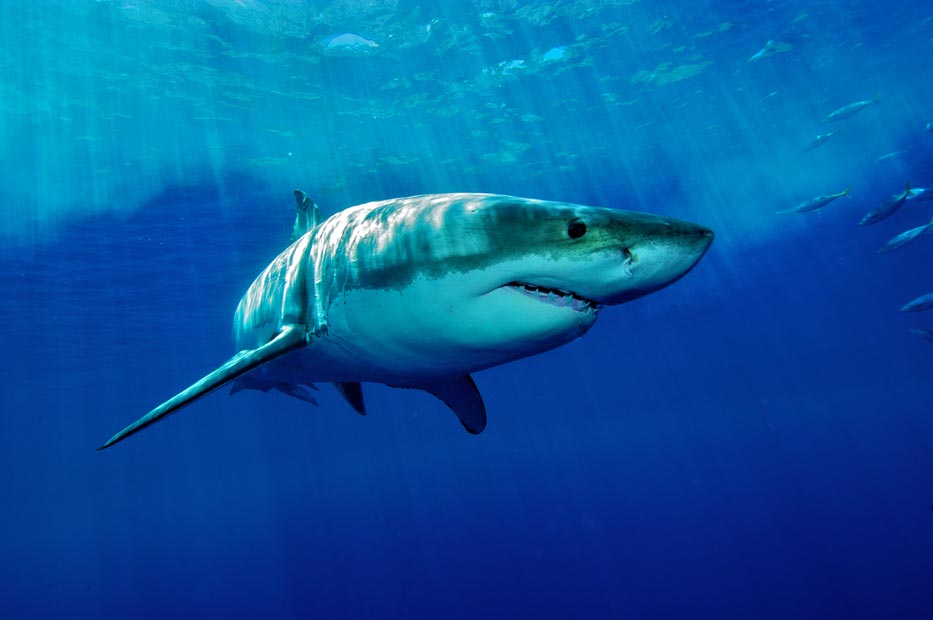 white-shark