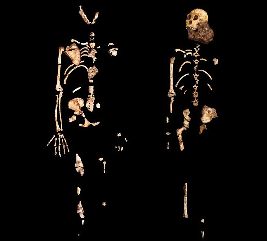 Two partial skeletons of Australopithecus sediba were unveiled to the public in 2010. The one on the left represents an adult female, the one on the right a juvenile male nicknamed Karabo. Image: Courtesy of Lee Berger