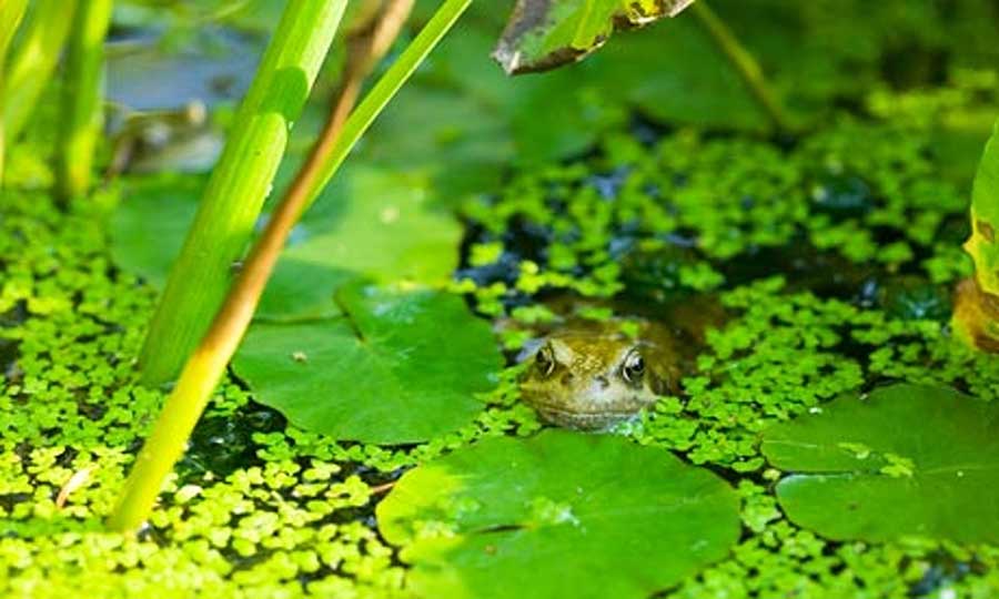 A survey has found that British garden ponds are being unwittingly polluted by tap water which is added in order to keep water levels high. Photograph: Ashley Cooper/Corbis Ashley Cooper/Ashley Cooper/Corbis