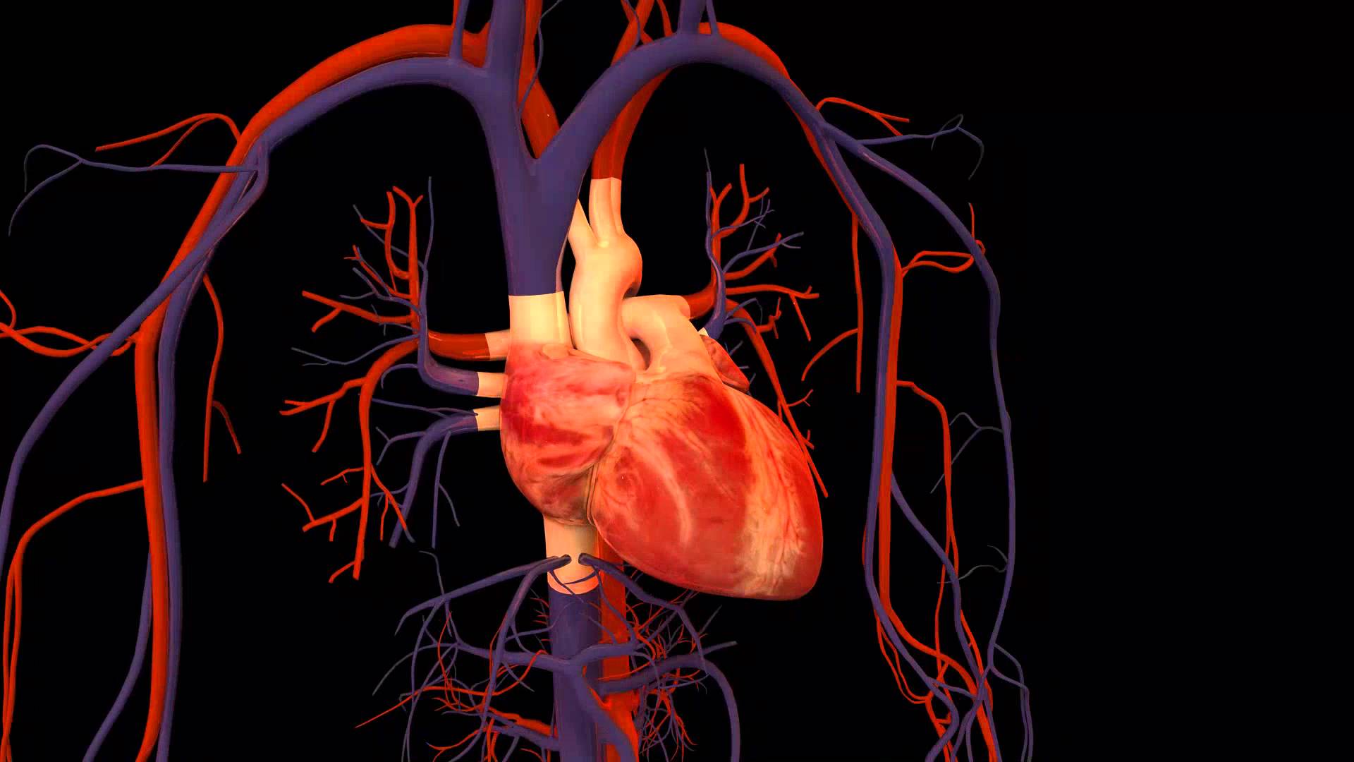 Сердце приведет часть 1. Сердце анатомия. Сосуды сердца. Кровеносная система.