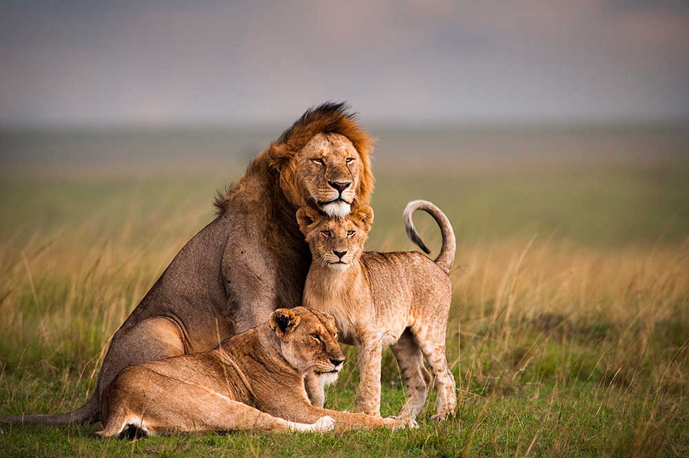 Credit: African Wildlife Foundation.