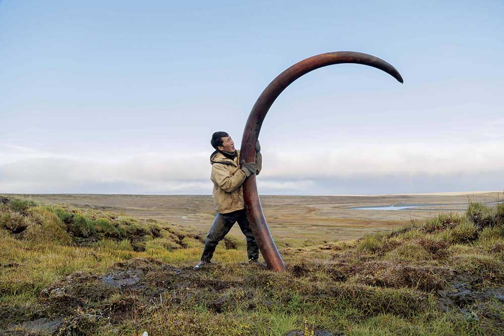 Ancient hunters killed woolly mammoths for their meat. Today in Russia’s Arctic the search is on for their valuable tusks. Photo: Evgenia Arbugaeva