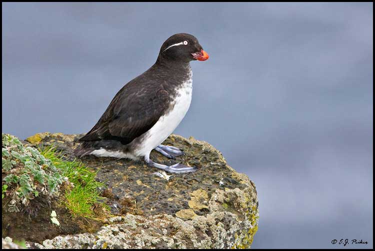 Parakeet Auklet. Photo: E.J. Peiker/ ejphoto.com