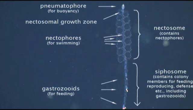 nectosme