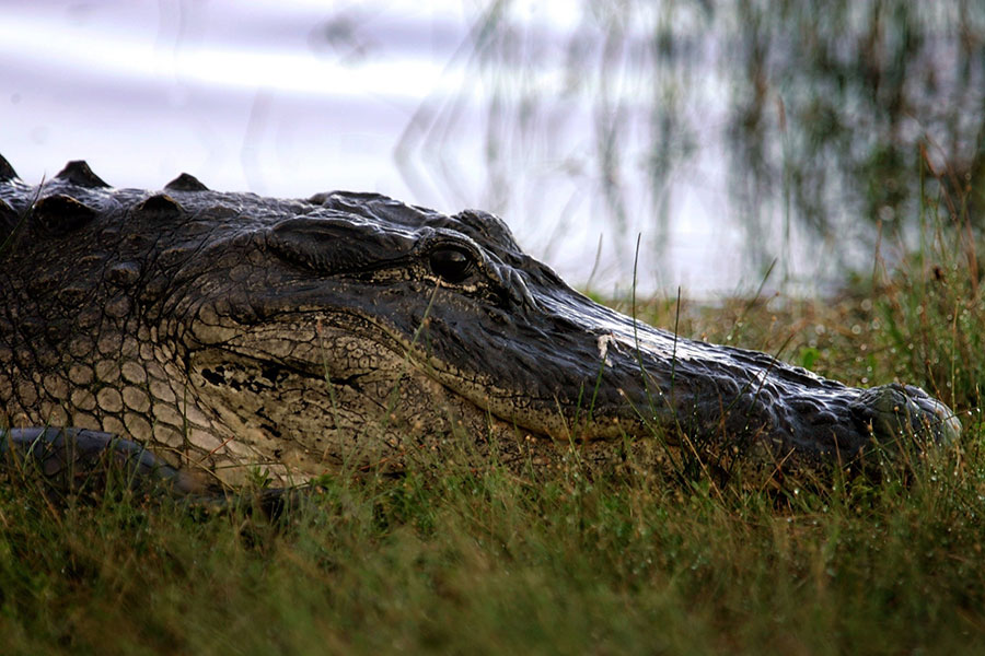 Gator attacks man in Florida