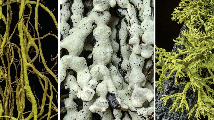 Researchers theorize that both methods of transmission may be responsible for the transcendental appearance of gut microbes. Image Credit: Science Mag