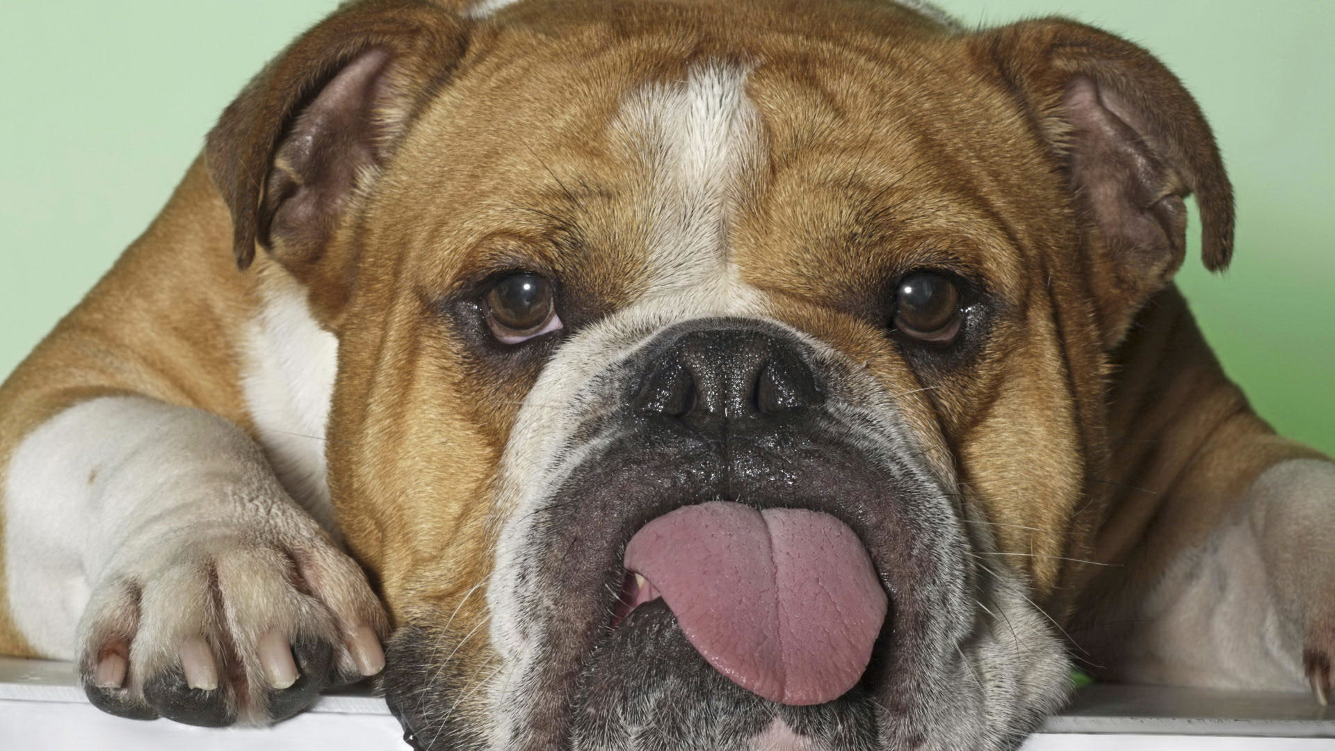 English bulldog is facing the consequences of being purebred