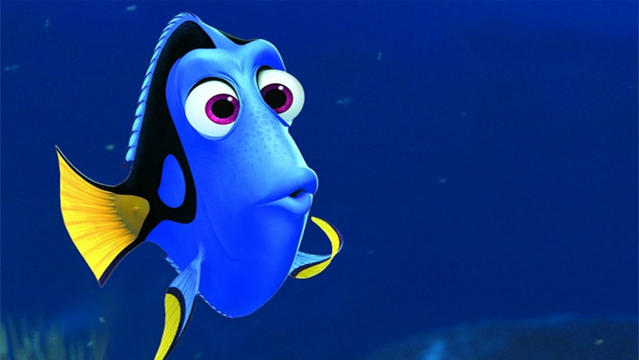 For the first time, researchers at the University of Florida have raised in captivity the Pacific Blue Tang fish, also known as Dory, like the little blue fish from Finding Nemo. Photo creidit: Pixar / Hollywood Reporter