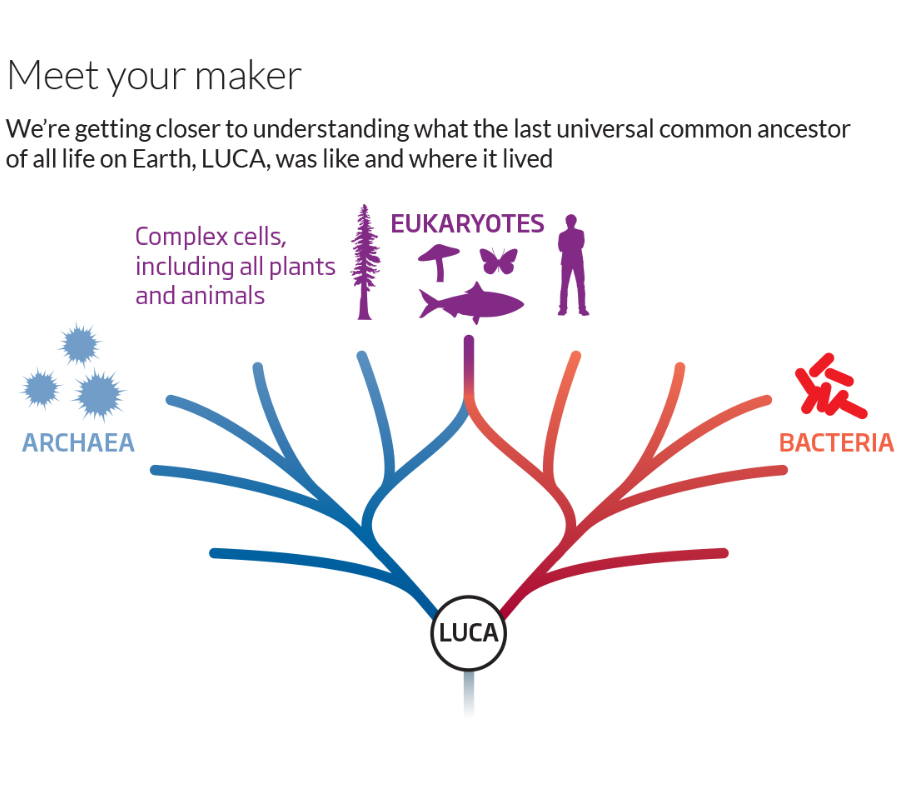 LUCA