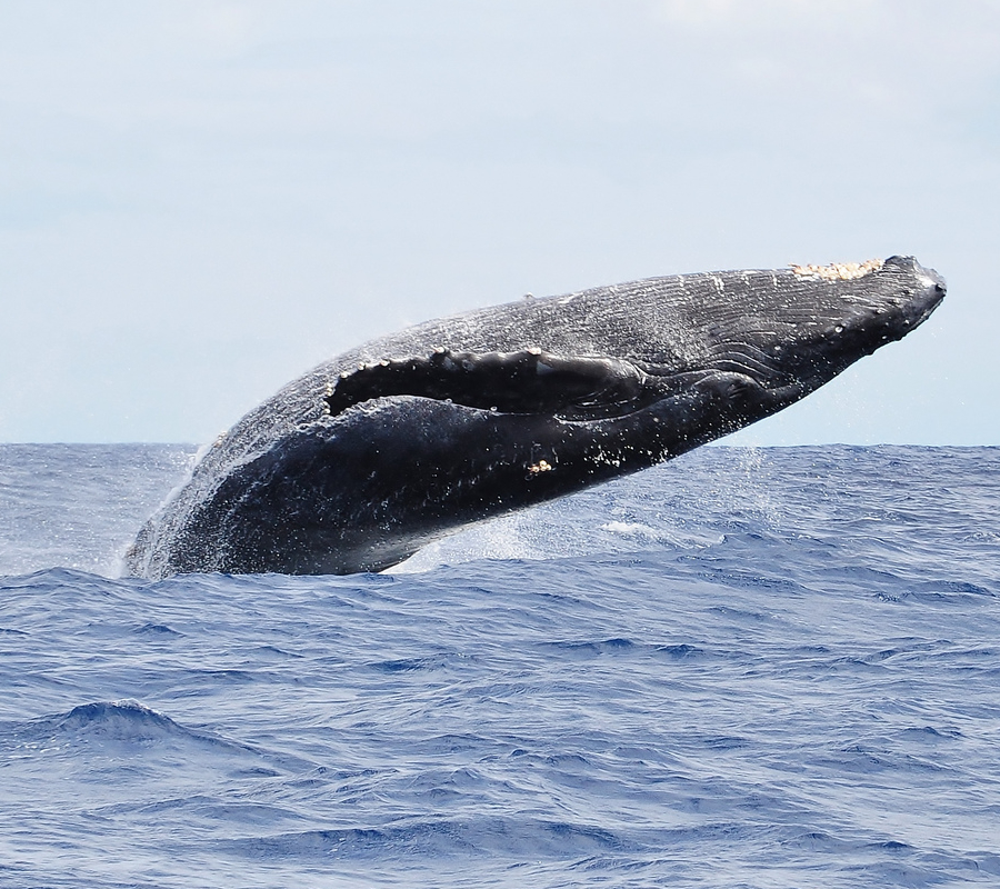 NOAA uses drones for whale research in Hawaii 2
