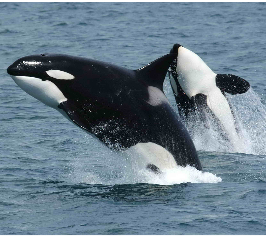 NOAA uses drones for whale research in Hawaii 3