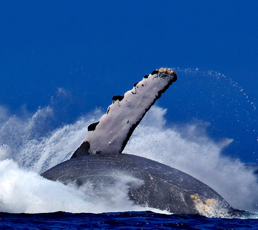 Humpback Whale crashes back into the ocean off the Kohala Coast near Kona Hawaii. Image credit: Evan Fitzer.