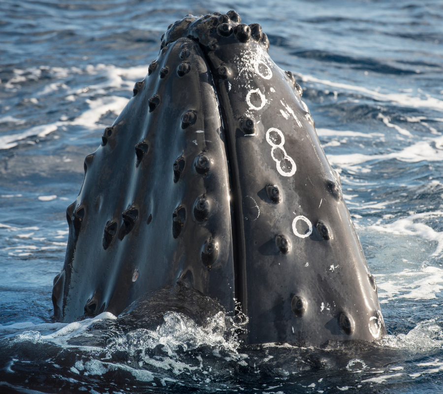 NOAA uses drones for whale research in Hawaii