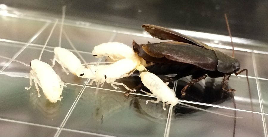 Scientists have found that the milk from the Pacific beetle cockroach may be the answer to humanity’s nutritional needs. Photo credit: Emily Jennings