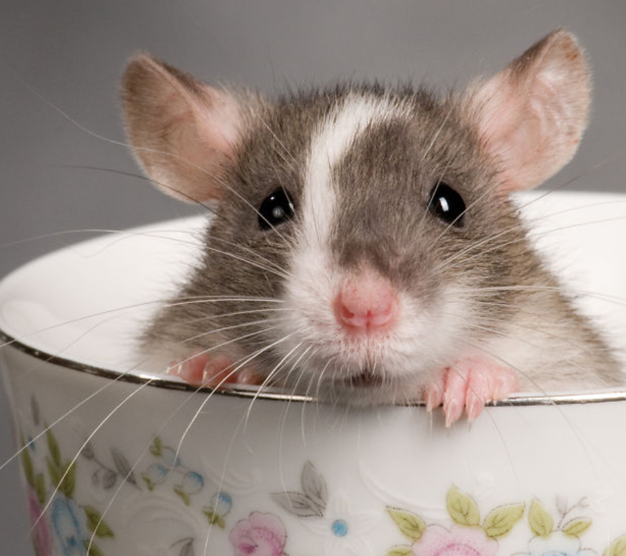Rat 1