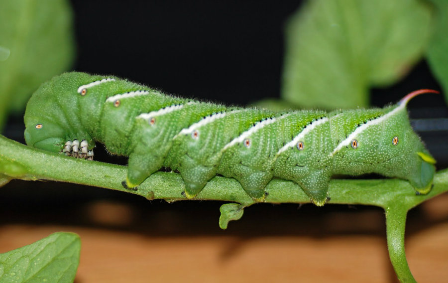 Hornworms' immunodefense capacities are astonishing considering they can withstand several types of pesticides. Image Credit: Garden Web