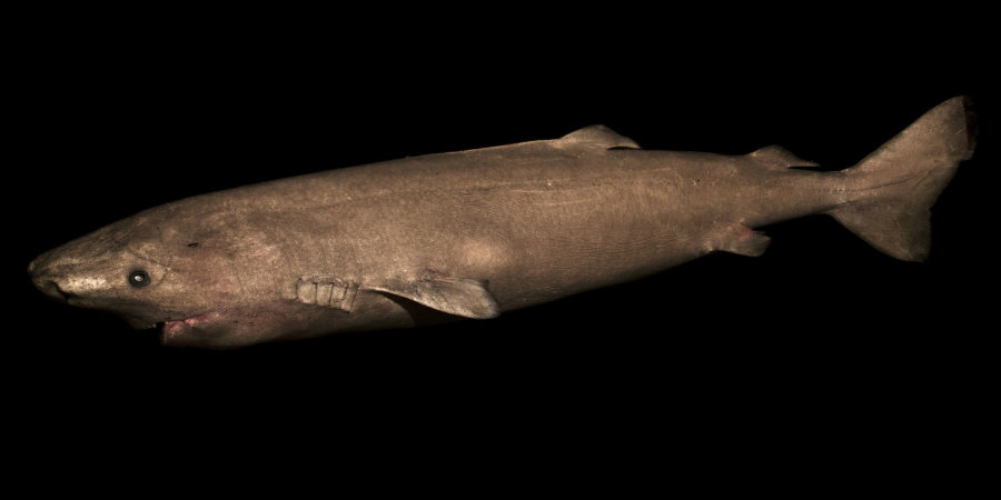 Scientists have discovered that the Greenland Shark Arctic and the North Atlantic seas could live up to 400 years. Photo credit: Julius Nielsen / Popular Mechanics