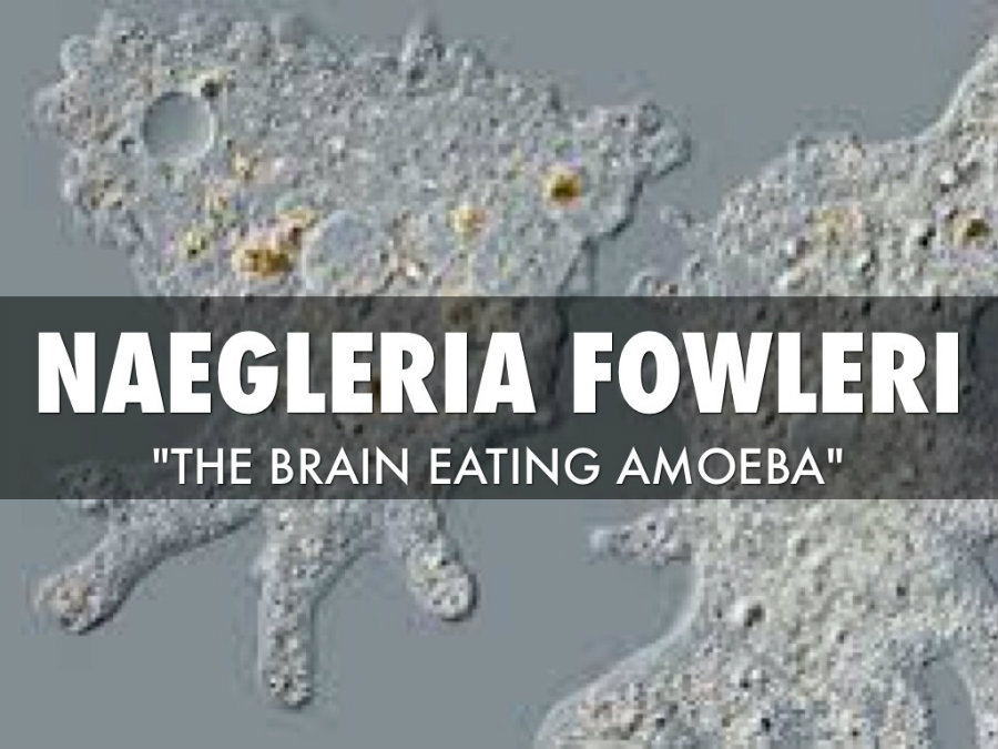The amoeba feeds itself on bacteria, but when it comes in contact with the brain, it feeds on it and causes swelling. Photo credit: Haiku Deck