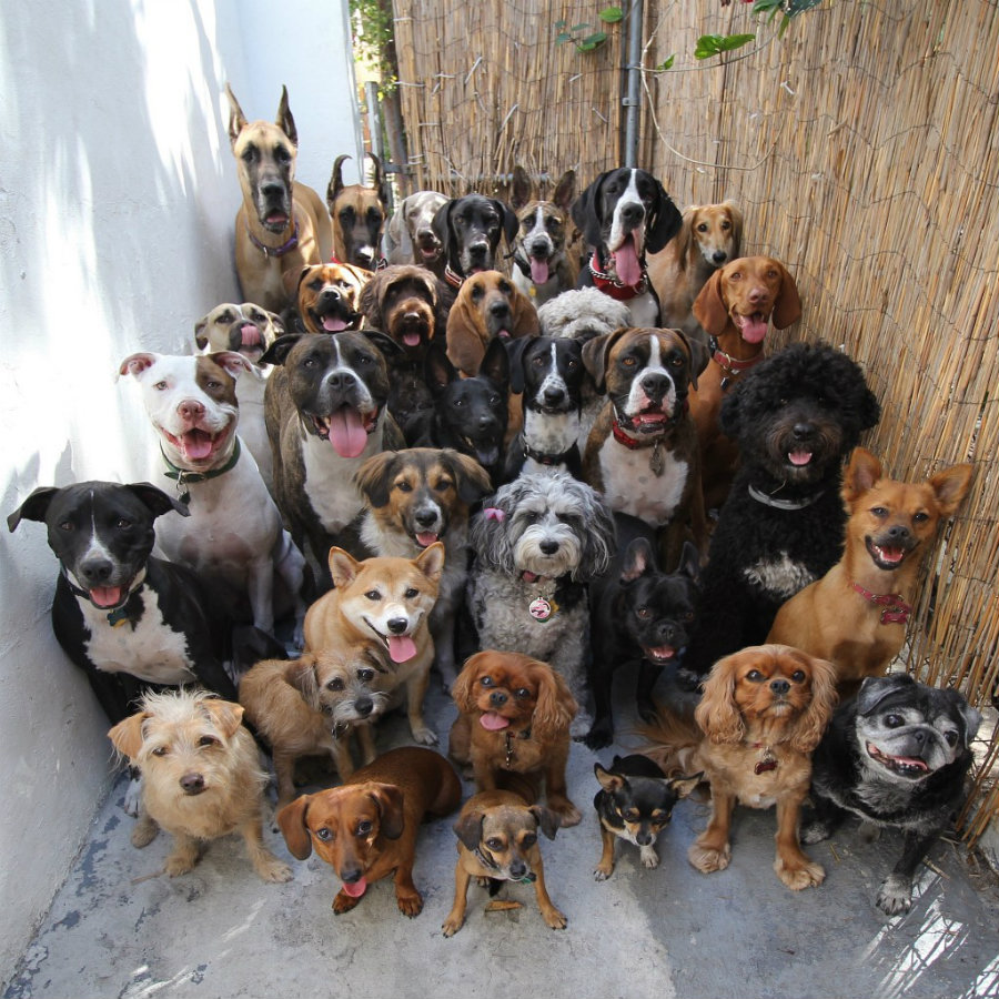 Every year, August 26, in the National Dog Day, people is encouraged to celebrate with their dogs or to adopt one. Photo credit: Simple Thing Called Life