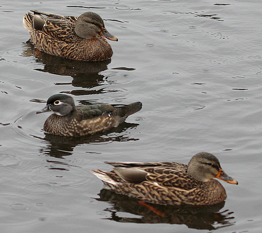 Wild mallard duck in Alaska