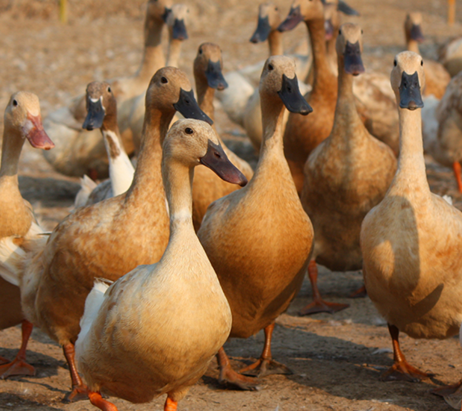 Ducks, avian influenza