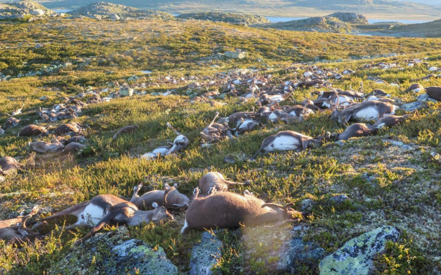 Harrowing images show hundreds of carcasses of reindeers distributed all along the Hardangervidda mountain plateau that were killed after being struck by lightning. Photo credit: NTB SCANPIX / The Telegraph