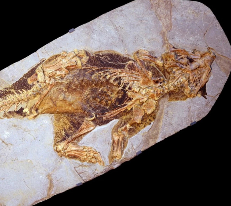 Psittacosaurus
