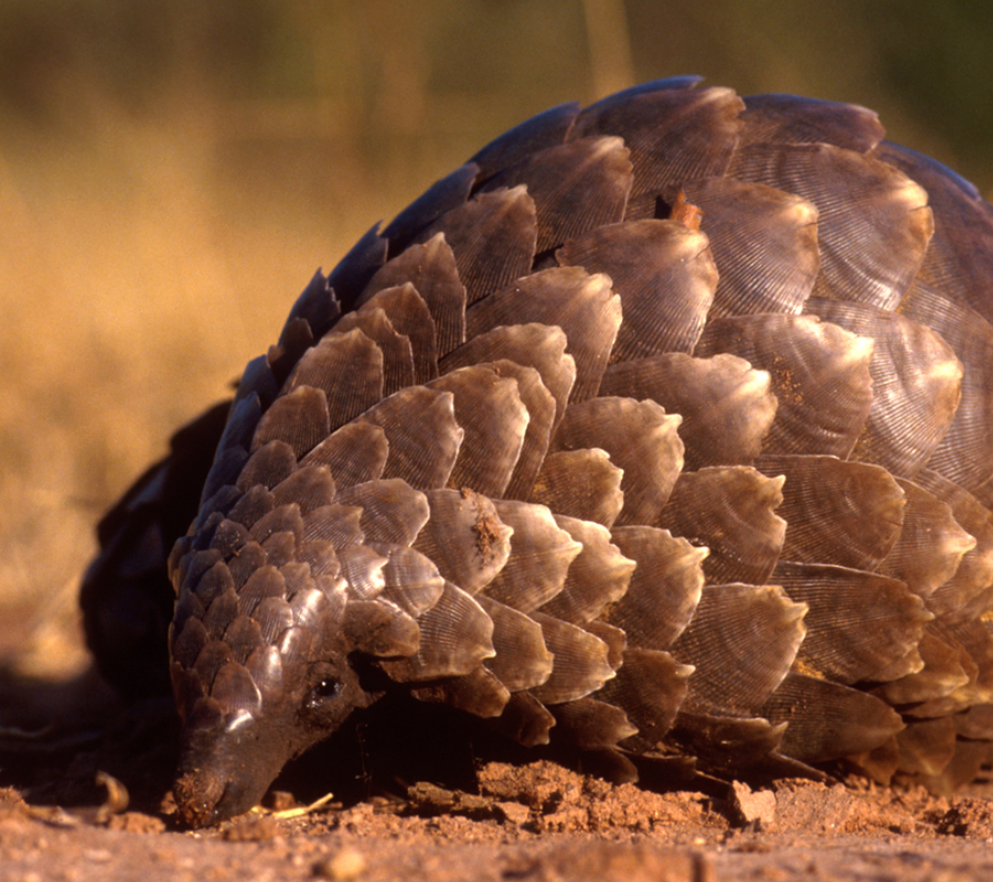 Pangolin