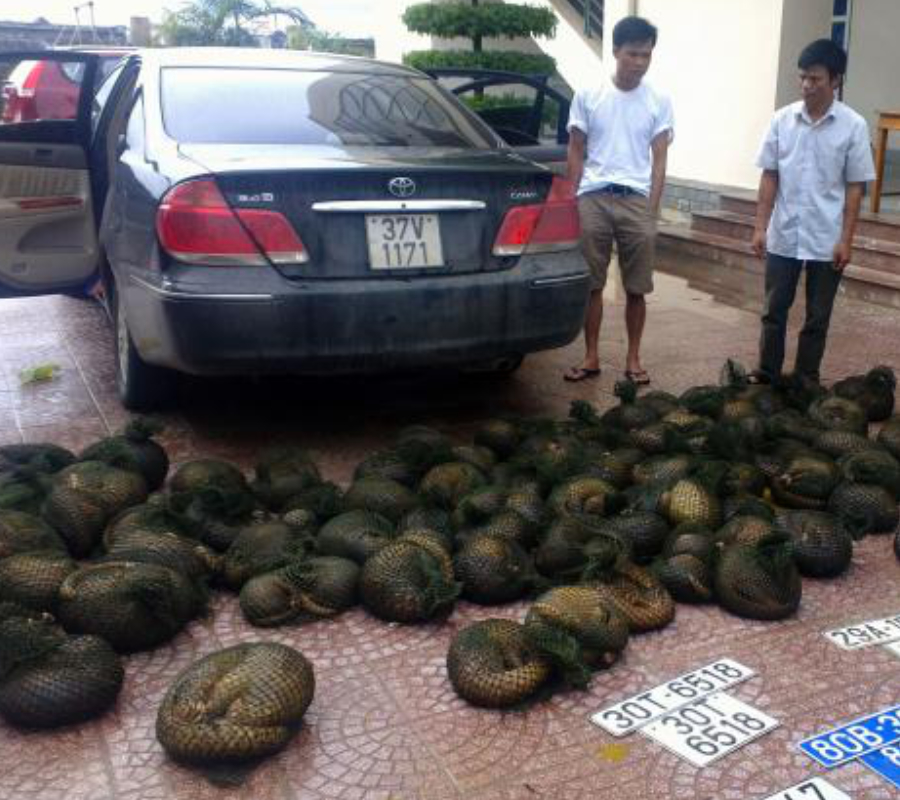 Pangolin trade