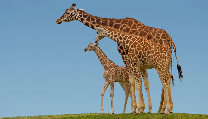 Giraffe